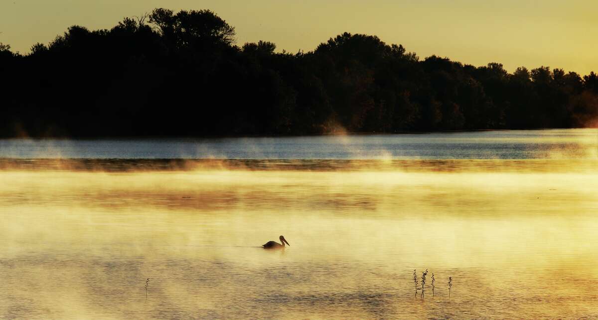 John Badman|The Telegraph Steam rises off the waters of the Mississippi River in West Alton, Missouri, Tuesday morning as a lone pelican slowly paddles along looking for breakfast. The morning temperature shortly after sunrise was a chilly 44 degrees in the area. Temperatures are expected climb to near 80 degrees on Wednesday and Thursday before dropping drastically to highs in the 60's for the weekend.