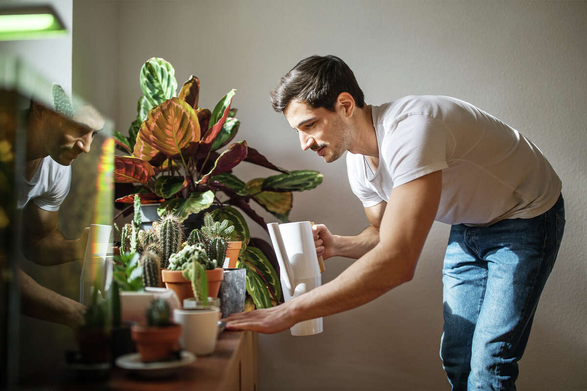 How often to water fiddle leaf fig