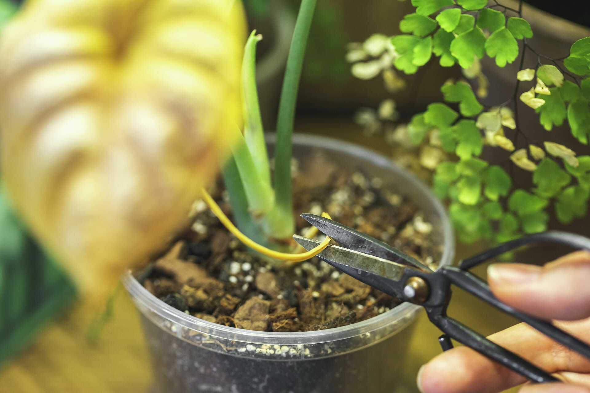 Money tree leaves turning yellow: What to do