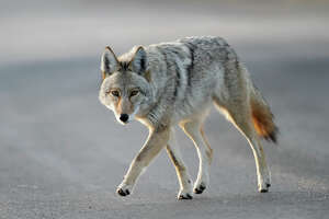Coyotes attack dogs in CT town, animal control says