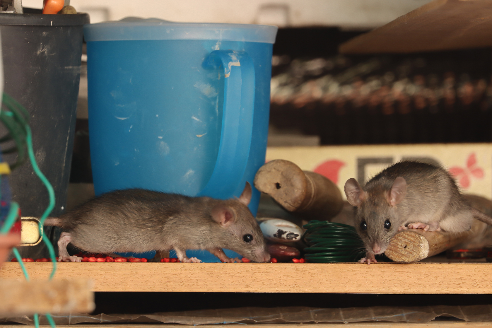 How to Get Rid of Mice Naturally: Repellents, Humane Traps, and Other Tips