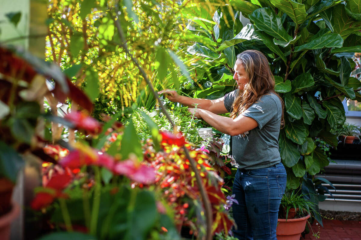 Dow Gardens Display horticulturist Abbey Claerhout tends to a plant at the Dow Gardens Conservatory. The conservatory reopened after a year of remodeling.