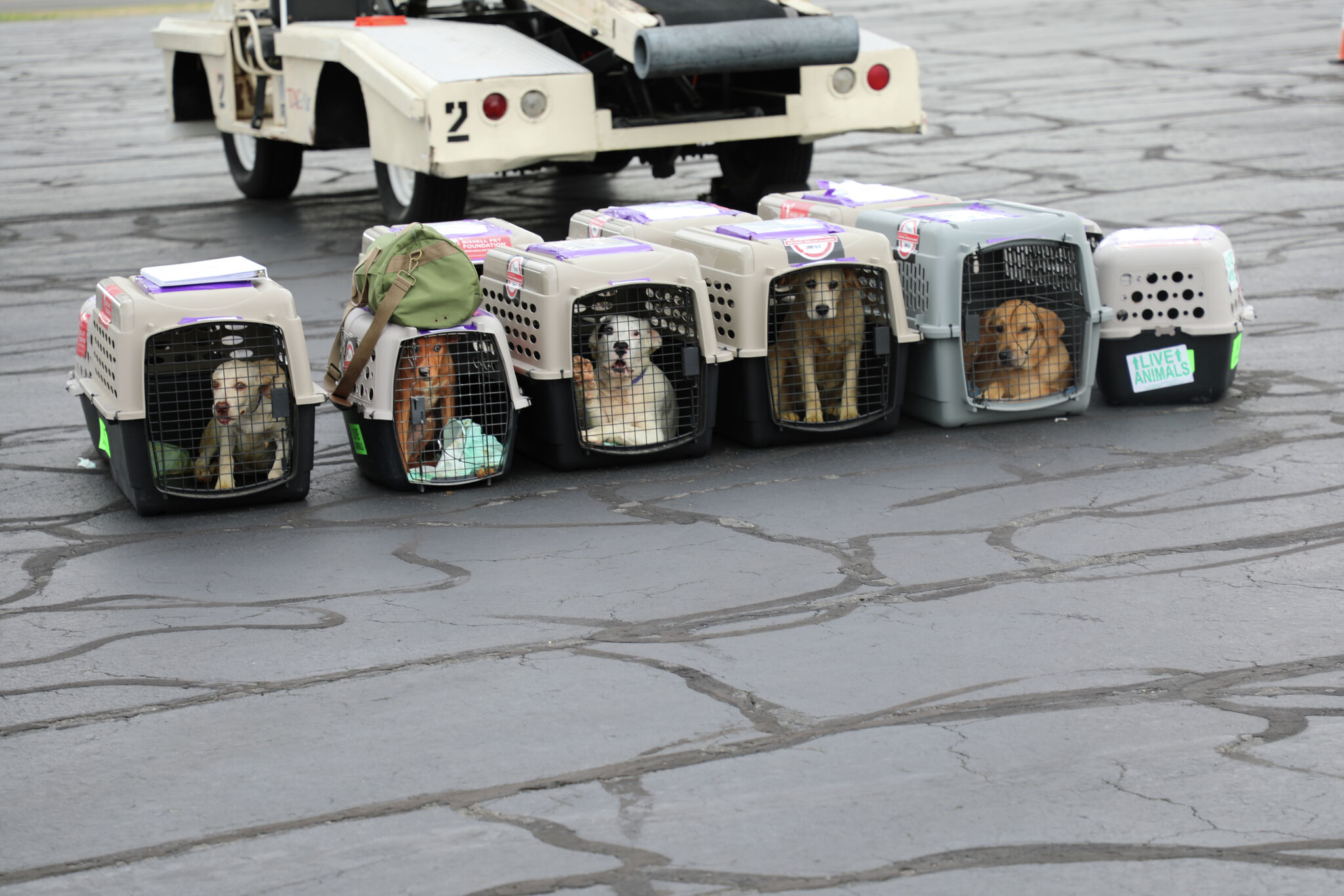 Homeless pets impacted by Hurricane Ian transported by Bissell