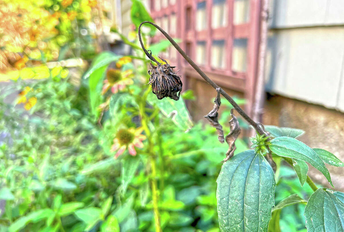 What you need to know before saving seeds at home