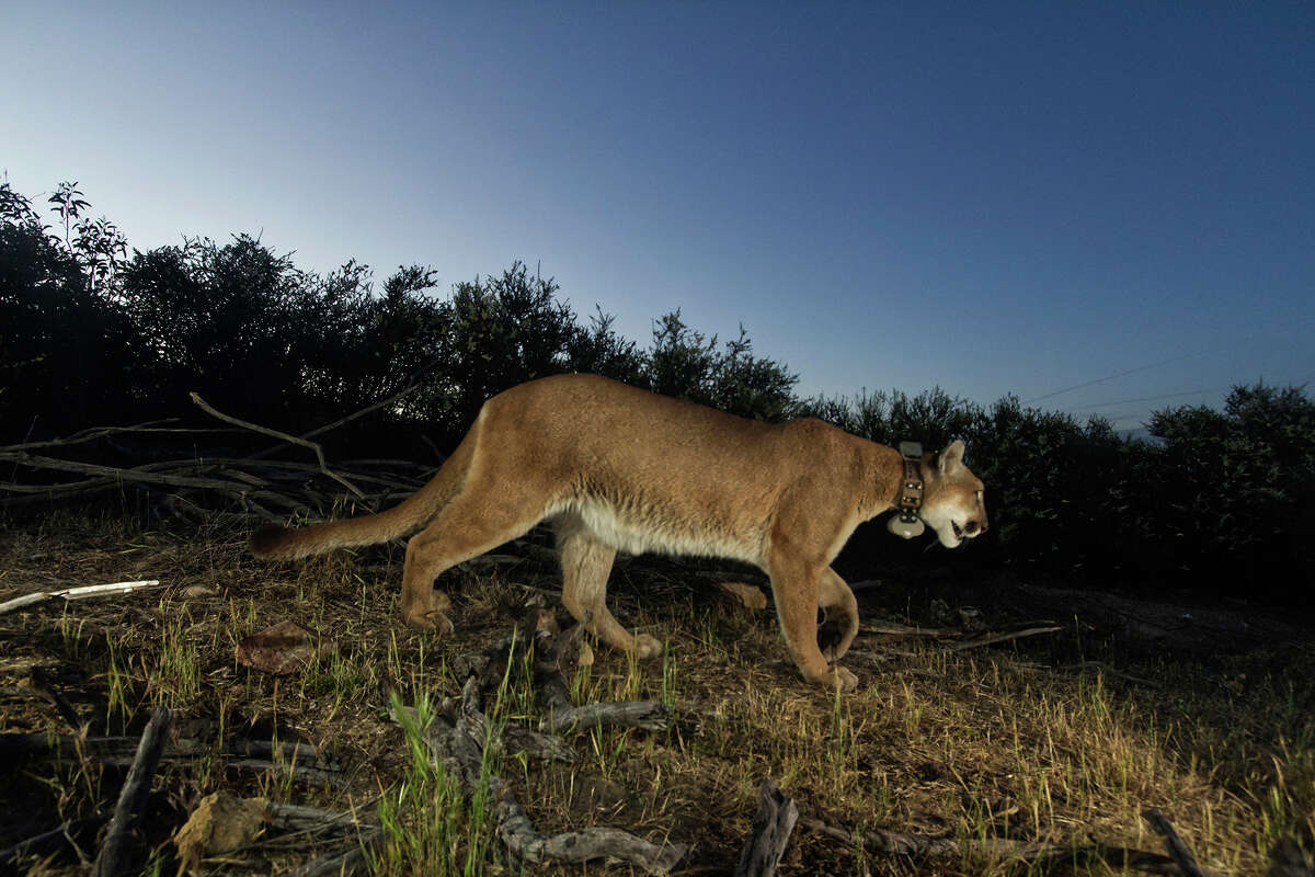 You're not imagining it, mountain lion sightings are increasing