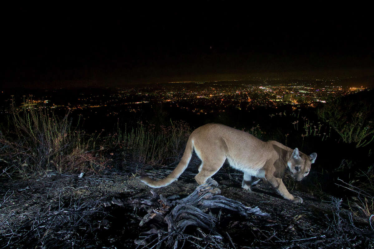 You're not imagining it, mountain lion sightings are increasing