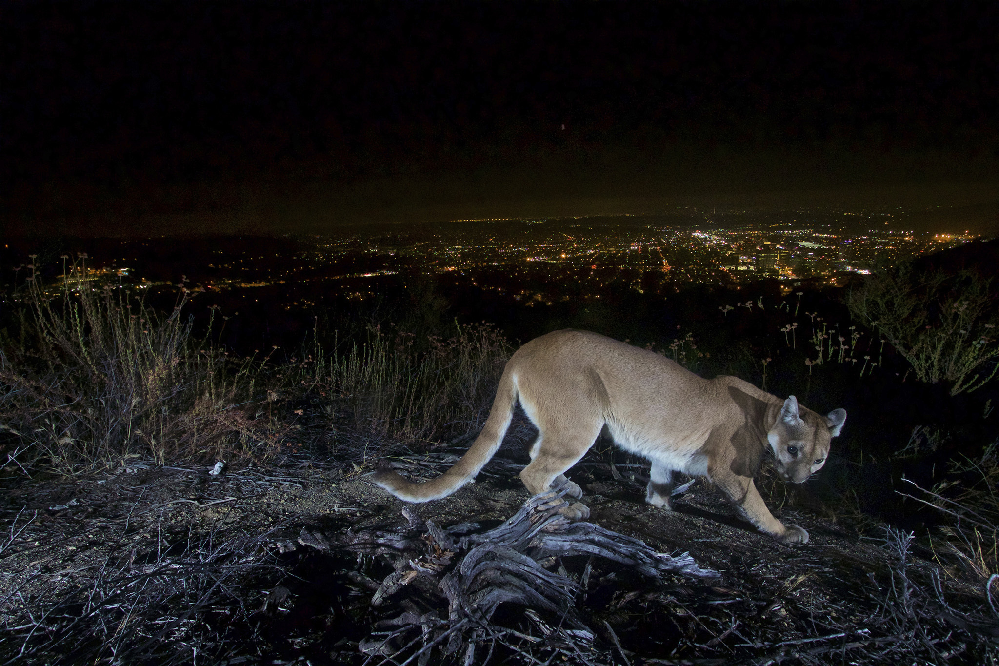 Halfmoon alerts residents of mountain lion sightings on social media