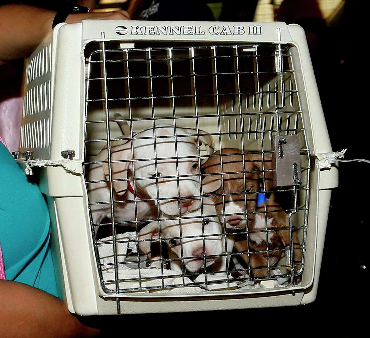 The San Antonio Humane Society is partnering with Florida animal shelters to transport 73 dogs and 30 cats displaced by Hurricane Ian.