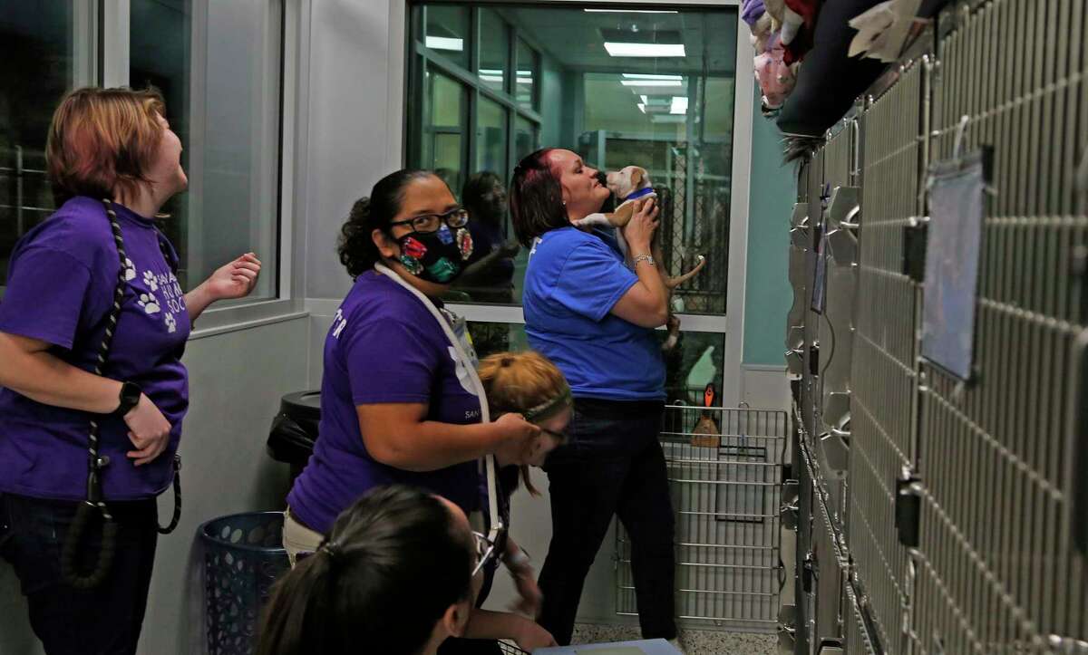 Volunteers place the rescued dogs in kennels. The San Antonio Humane Society is partnering with Florida animal shelters to help 73 dogs and 30 cats displaced by Hurricane Ian.