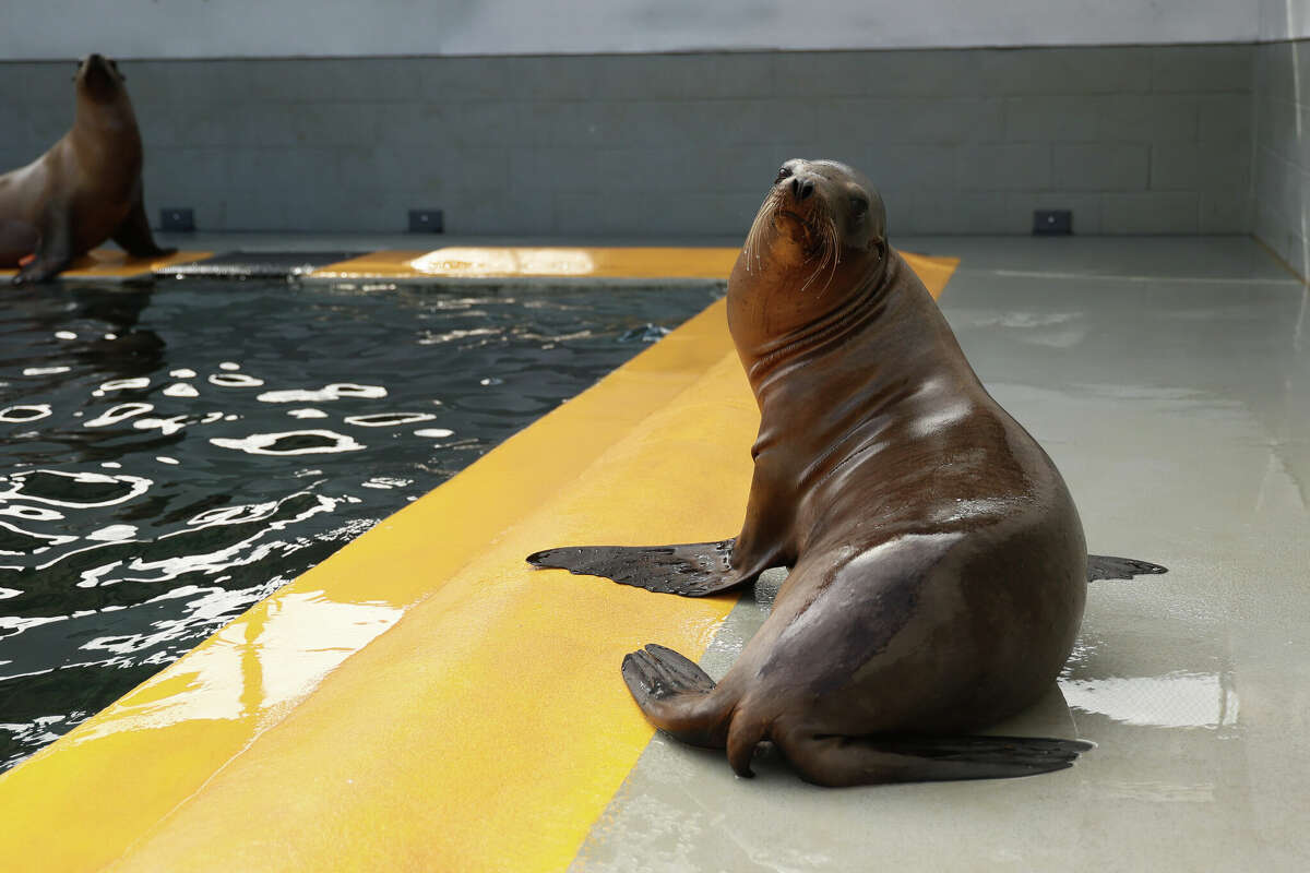 Tons of of sea lions sickened alongside Calif. shoreline - DAILY SAN