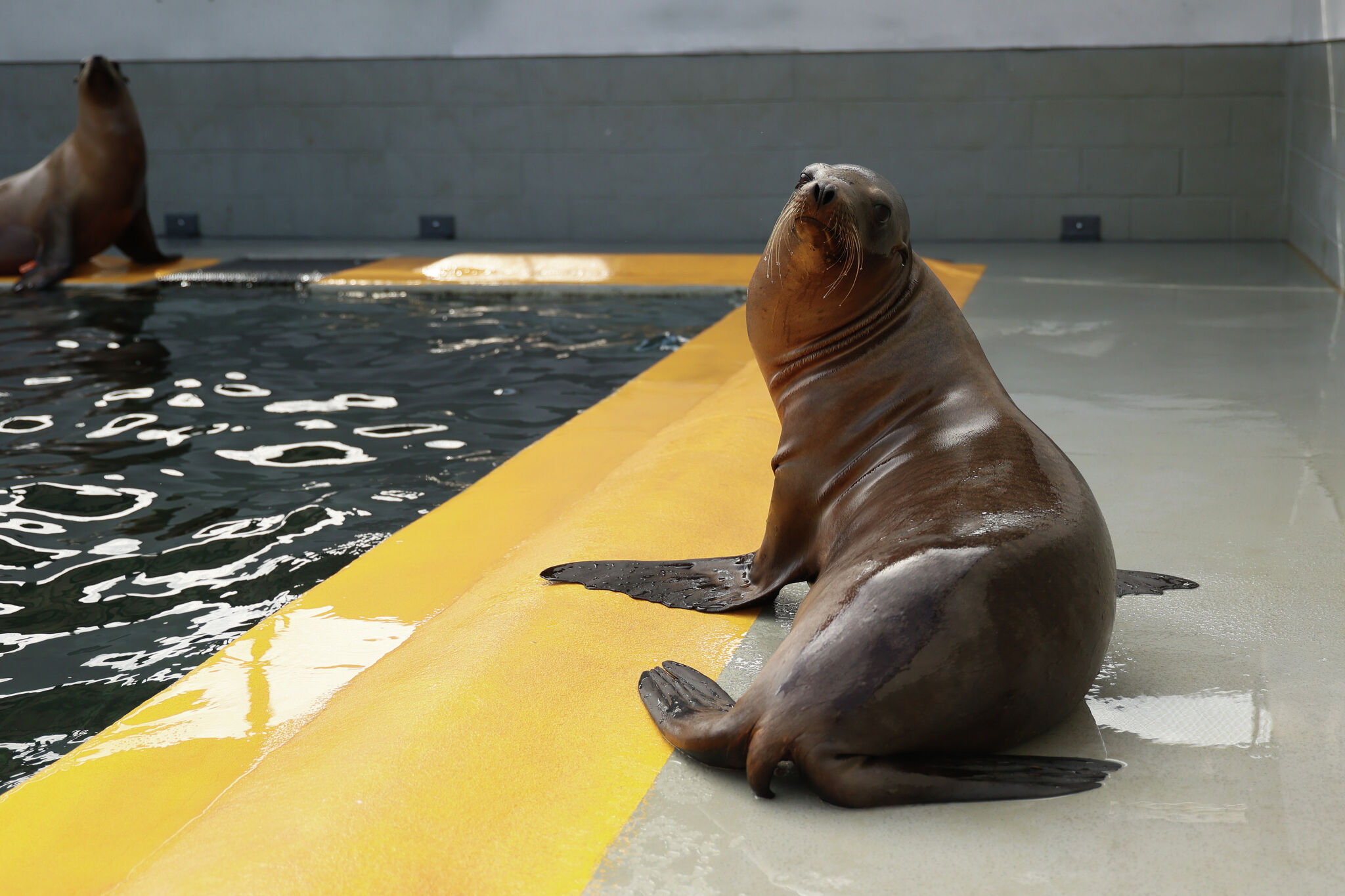 San Francisco sea lions celebrated 30 years after first invading the docks  - CBS News