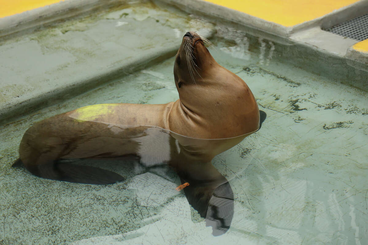 Hundreds of sea lions sickened along Calif. coastline