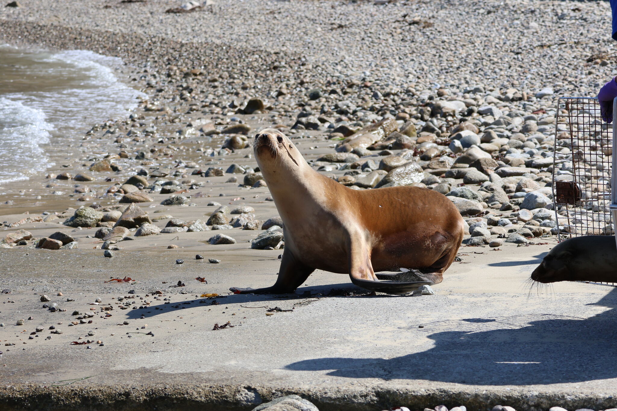 San Francisco sea lions celebrated 30 years after first invading the docks  - CBS News