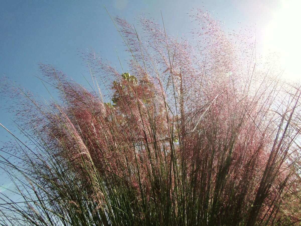 Muhly grass blushes pink in late fall.
