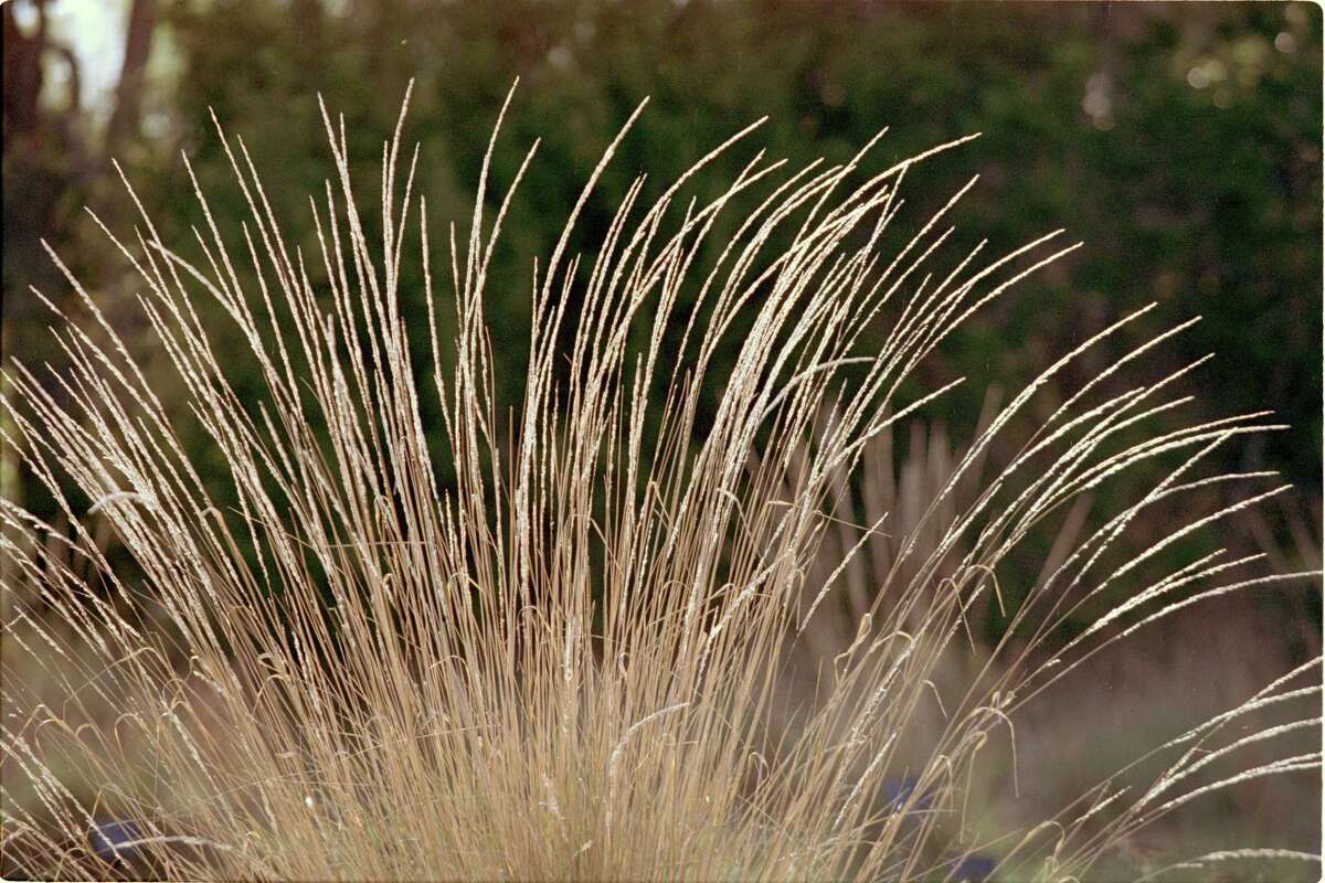 Big muhly grass gives the garden a beachy, sand dunes effect.