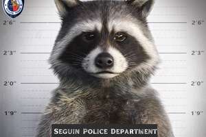 A raccoon caused another power outage in Seguin on Monday night