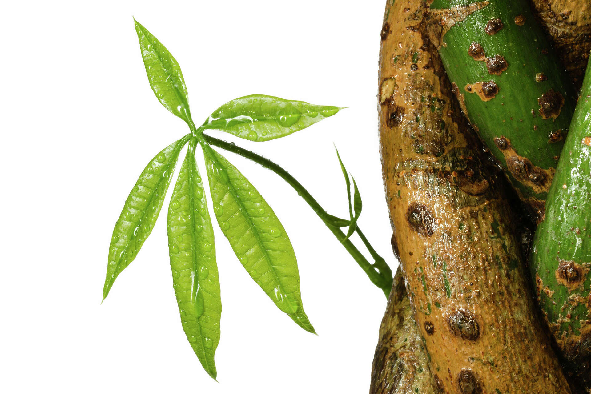 How to braid a money tree, image size:1920x1280