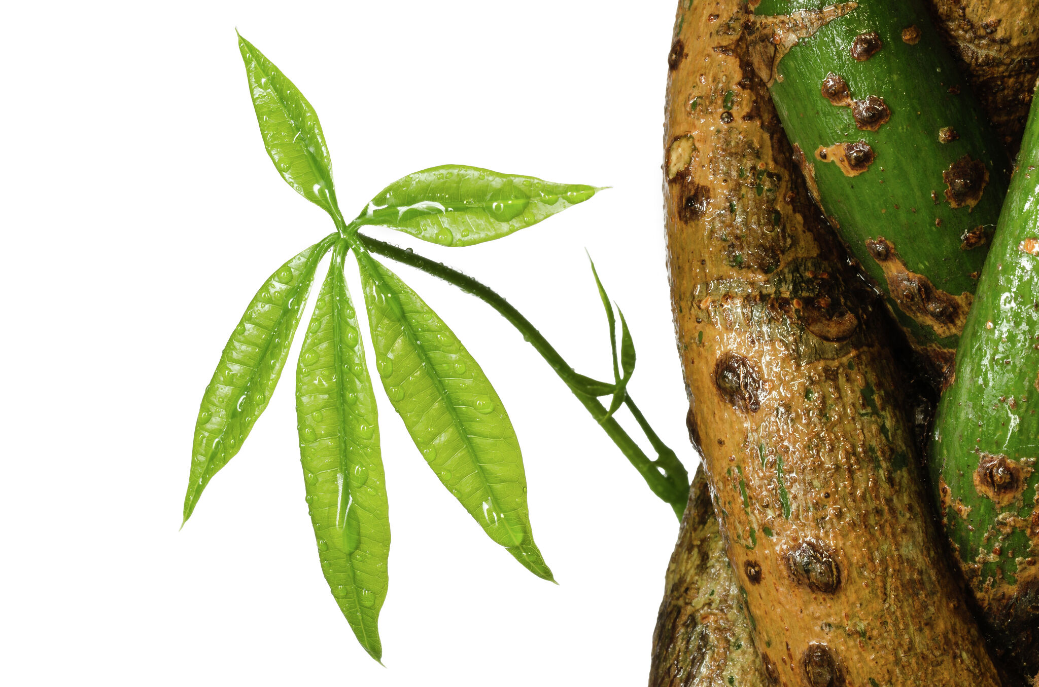 How to braid a money tree