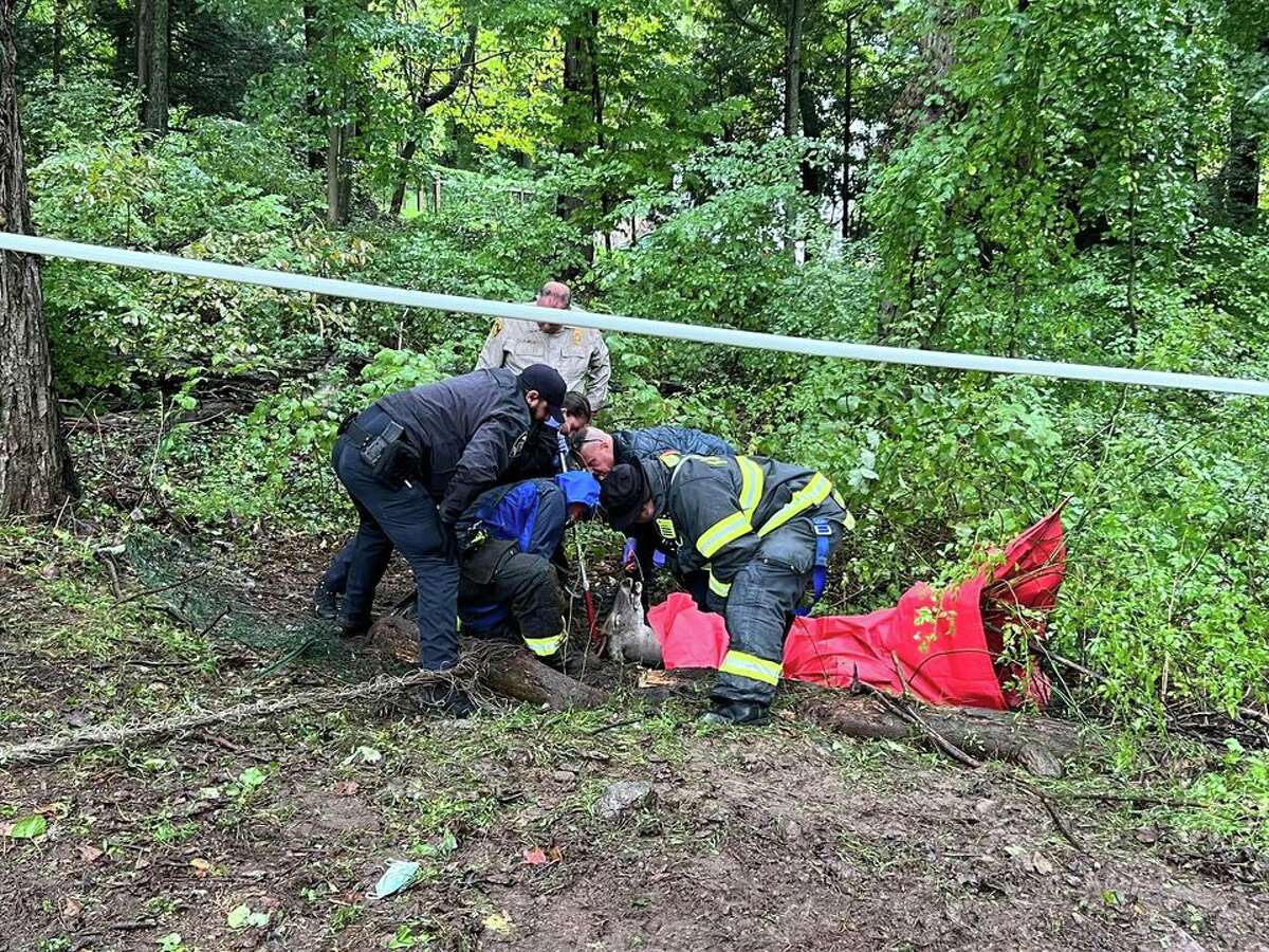 A deer that had somehow become tangled in a soccer net was freed by first responders Wednesday, according to Fairfield officials.