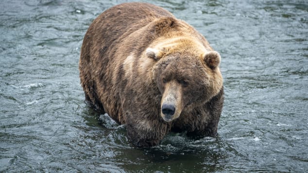 Fat Bear Week 2022 Voting Begins For Katmai Park Bears 2294