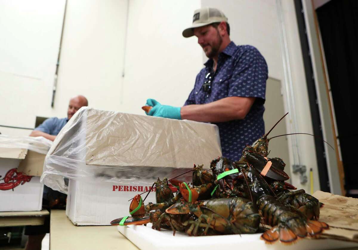 Lobsters are seen piled on a table as they’re unloaded in preparation for the Conroe/Lake Conroe Chamber of Commerce’s annual Lobsterfest fundraiser, Thursday, Oct. 6, 2022, in Conroe. The two-day event concluded Thursday with the steak and lobster dinner, dancing and auctions.