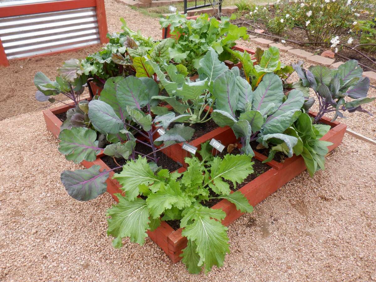 Master Gardener Glorious fall gardening after a grueling summer