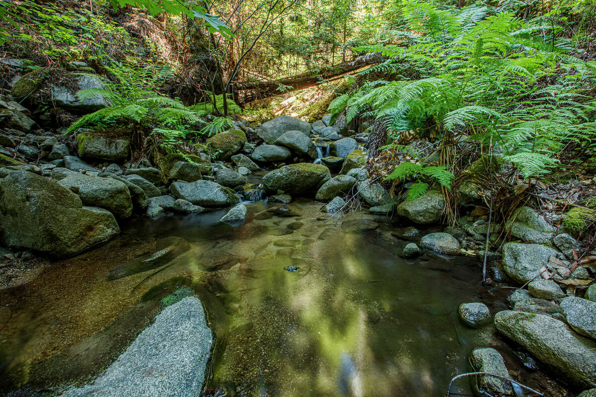 The former Mill Creek dam site in the San Vicente Redwoods.