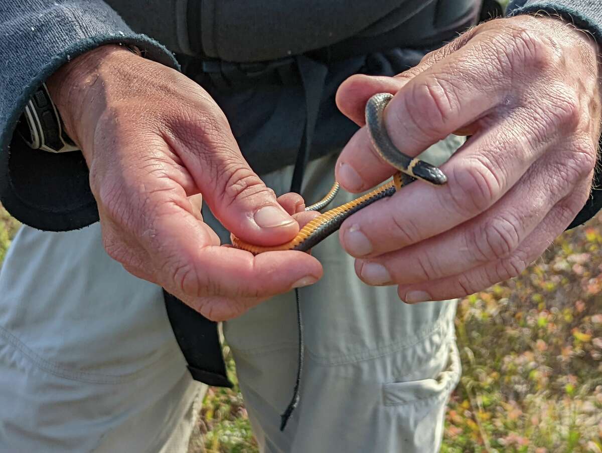 Mark Lotterhand handles a ring-neck snake he found while searching for smooth green snakes. The ring neck doused his hands with a defensive scent. Ring necks are not poisonous and rely on hiding and musk to avoid predators. 