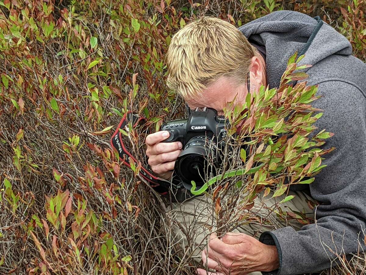 Mark Lotterhand snaps a photo of a smooth green snake among the mountaintop shrubs of the Berkshires near the tri-state border. 