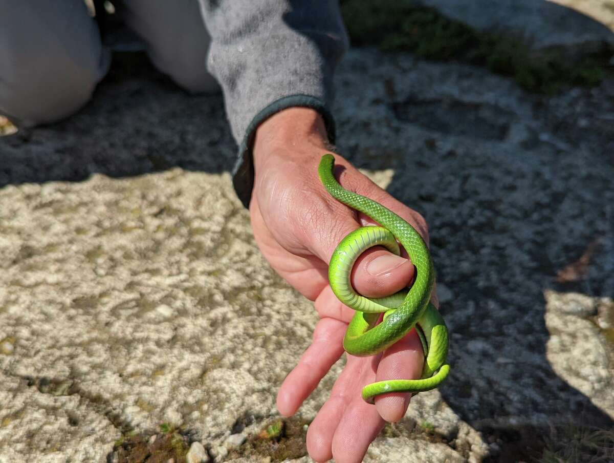 Smooth green snakes are docile and harmless. They are nonvenomous and rely on their color and speed to avoid being eaten by predators. They climb small bushes and grass using their flexible, prehensile bodies. 
