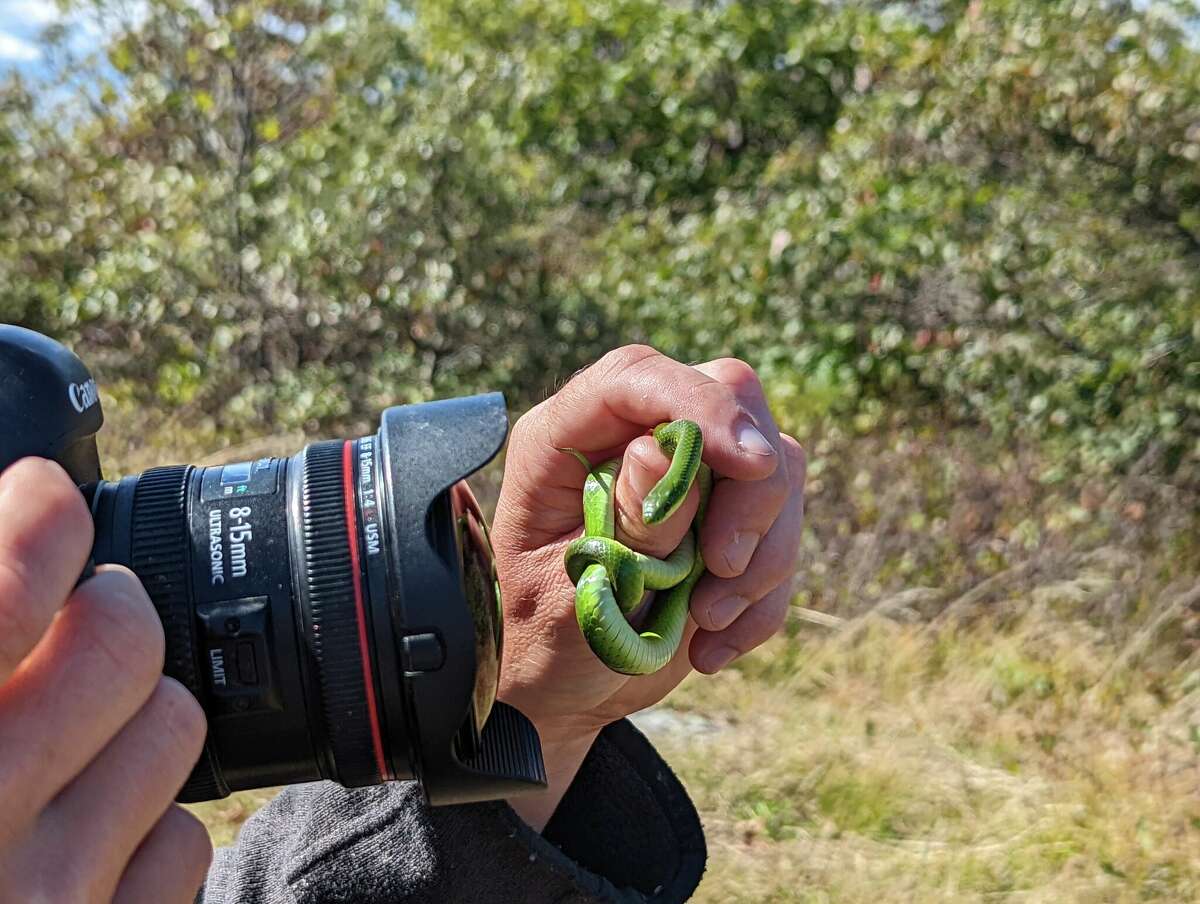 Wildlife photographer Mark Lotterhand gently holds a smooth green snake for a close up as it entwines around his fingers. 