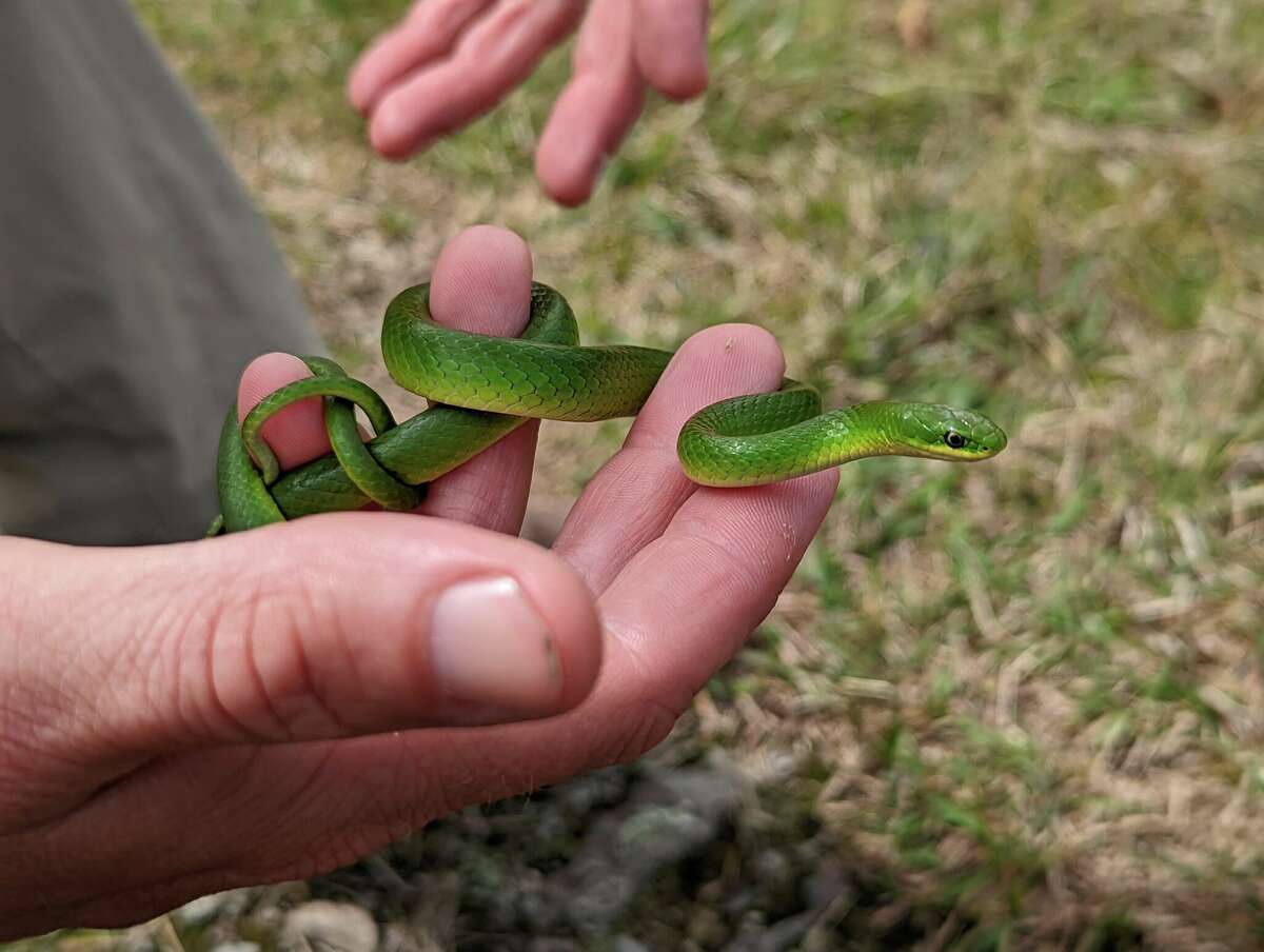 One man's mission to find Connecticut's rarest snake