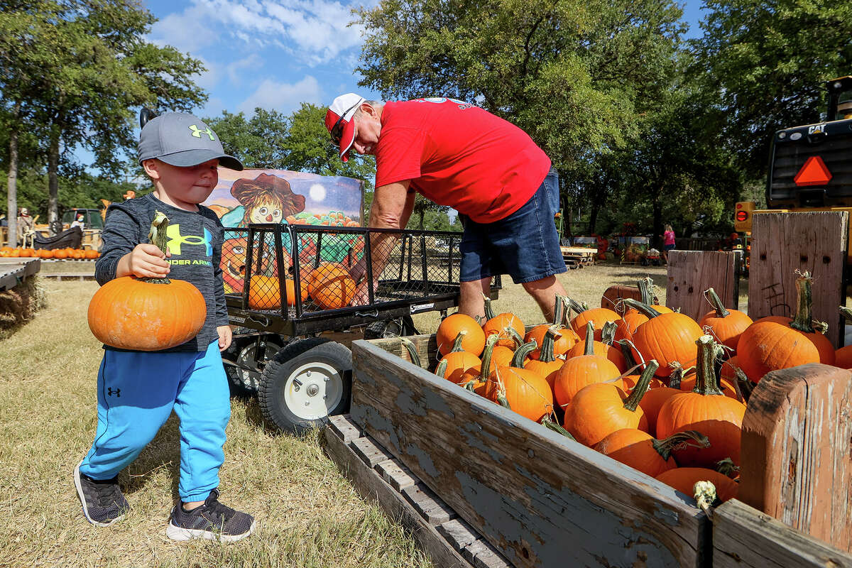 Luke Day, 3, helps Alan Reams place pumpkins in at the Universal City Pumpkin Patch in 2021.