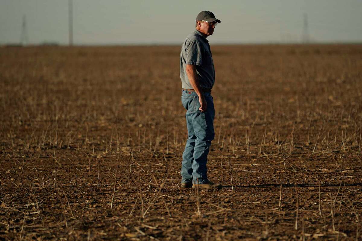 Farmer Barry Evans looks over a cotton crop he shredded and planted over with wheat, Monday, Oct. 3, 2022, in Kress, Texas. Evans, like many other cotton growers, has walked away from more than 2,000 acres of his bone-dry fields.