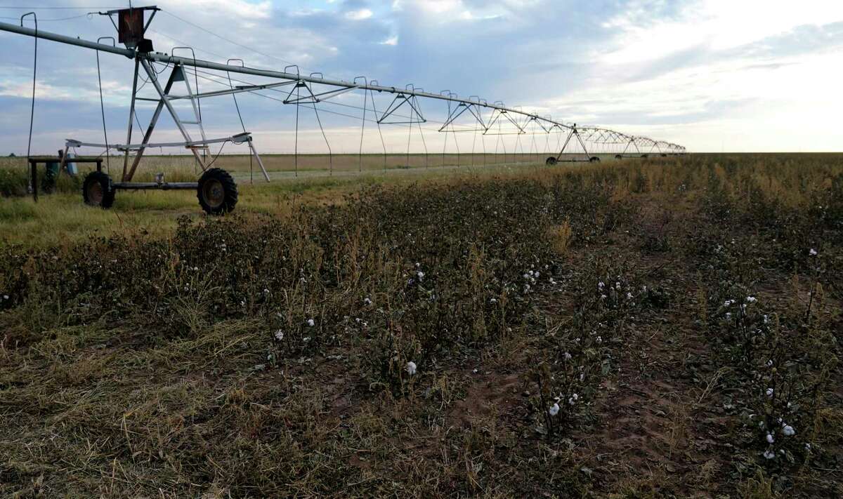 Drought takes toll on country’s largest cotton producer