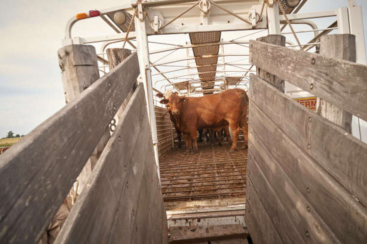 The Michigan State University Extension will be host a training in East Lansing training emergency responders in responding to accidents involving livestock.
