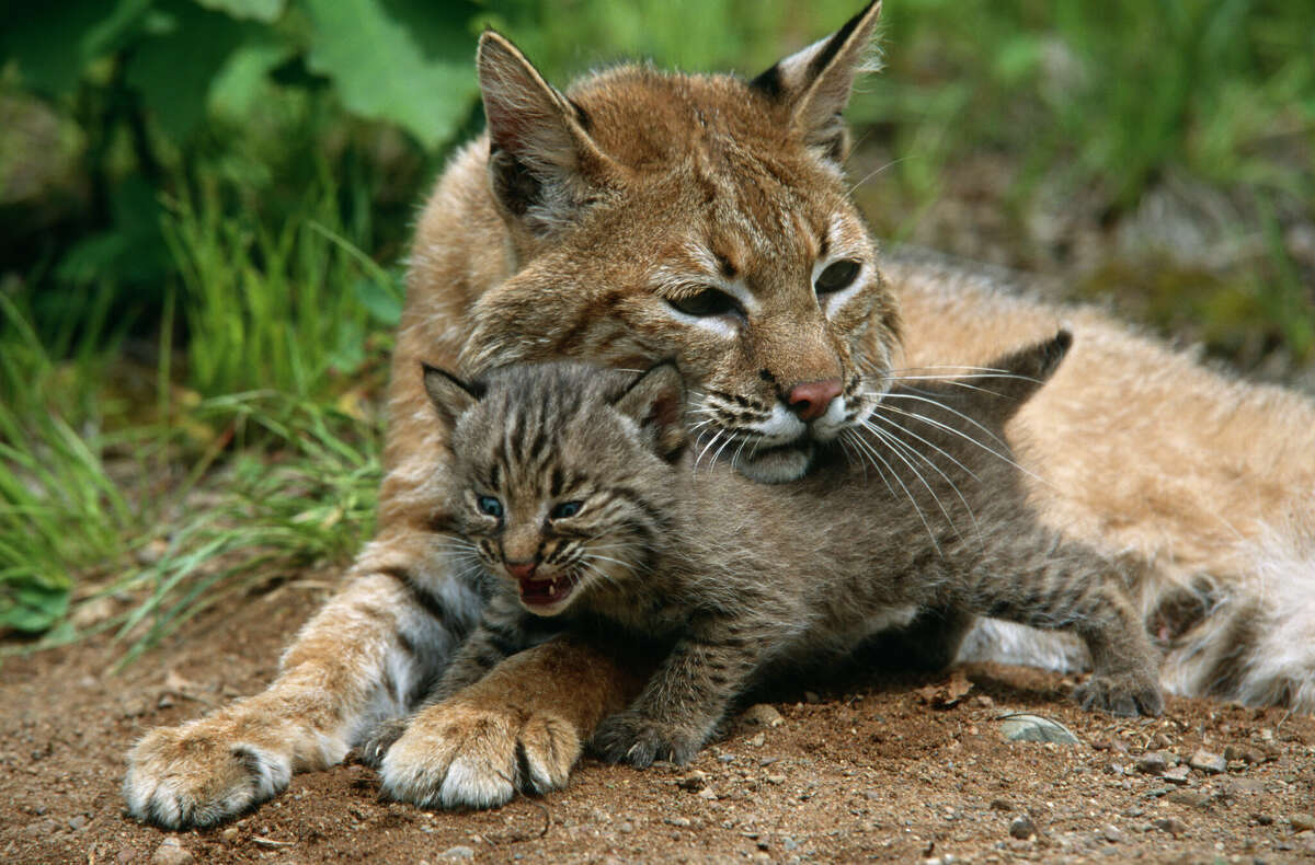 The file photo above shows a mother bobcat tending to her cub.