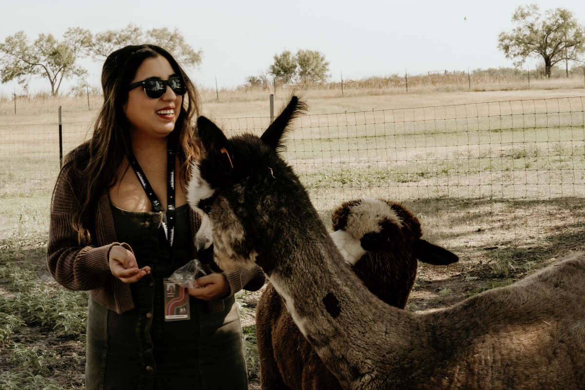 More than 50 adorable fluffy faces reside on this 16-acre alpaca ranch in Floresville, and they host a fall harvest festival every weekend in October. 