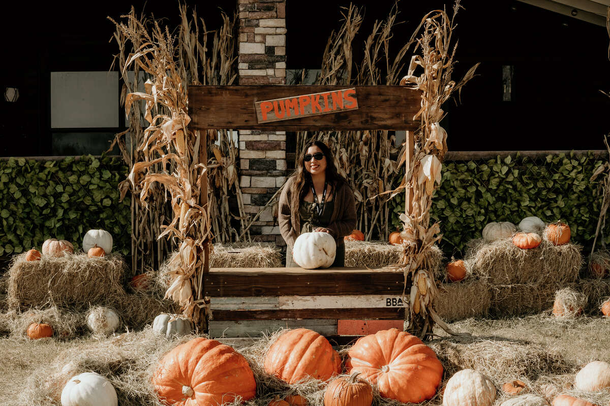 You can pick pumpkins and take cute photos with the alpacas at Black Barn Alpacas. 