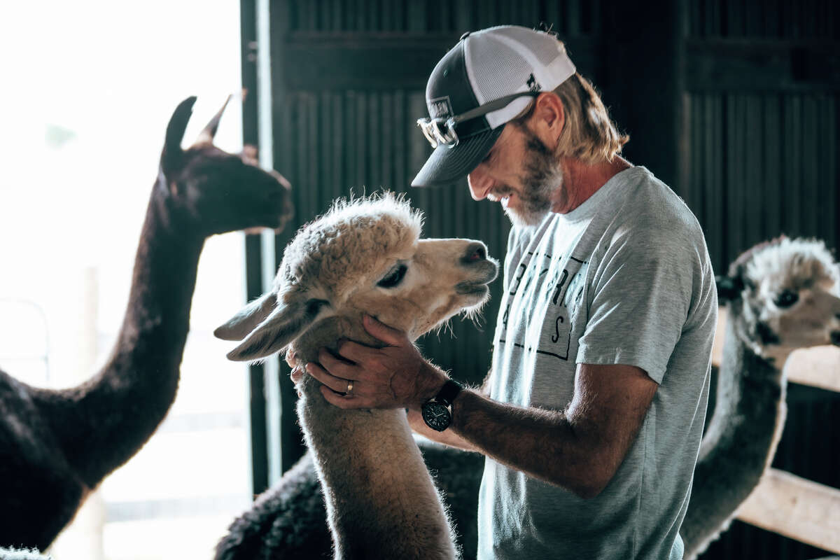 Black Barn Alpacas is dedicated to sustainably raising premium black and gray alpacas within a 45 minute drive of downtown San Antonio.