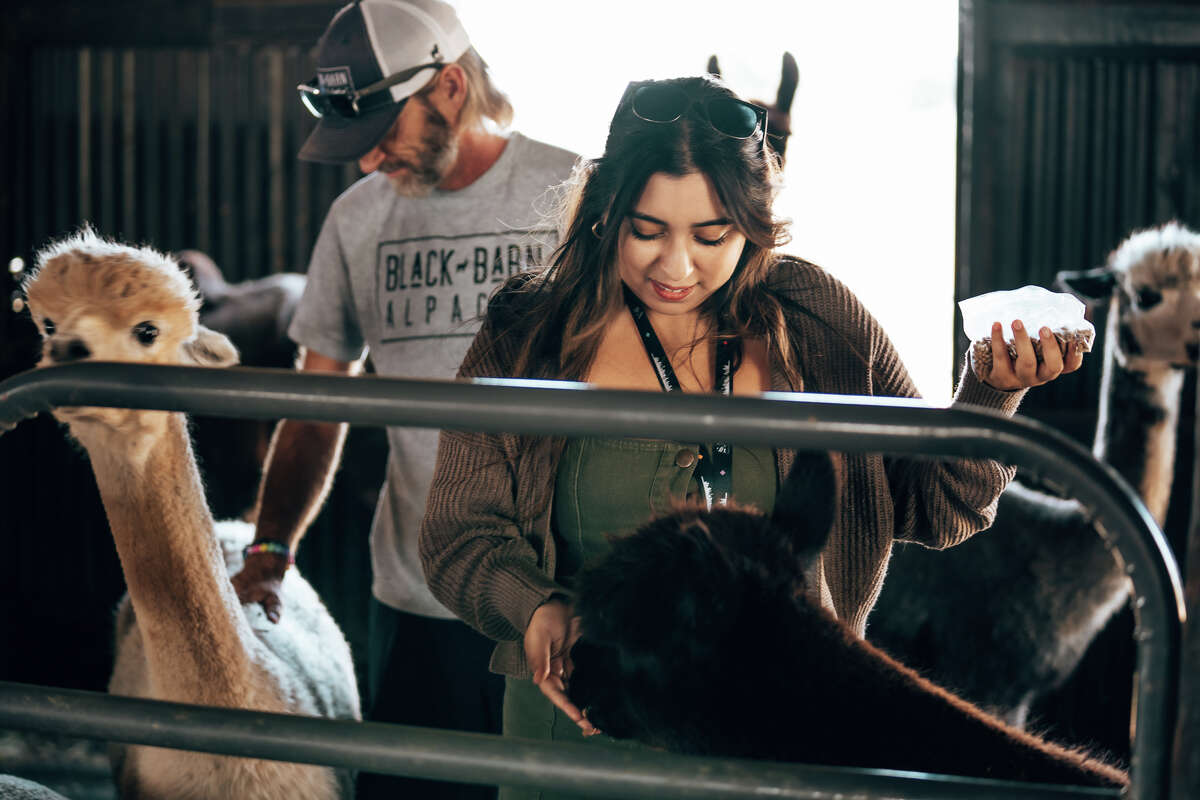 At Black Barn, tourists can cuddle, pet, feed and pose with the herd, then linger to enjoy a picnic and a bottle of wine on the ranch's sprawling green pastures. 