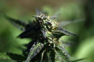 3 more marijuana shops approved for the Capital Region