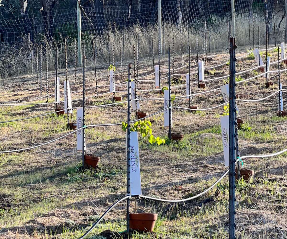 Napa cult Cabernet producer Hundred Acre's fire-ravaged hillside is the subject of a lawsuit against Napa County. Founder Jayson Woodbridge has planted a vineyard utilizing a unique method that involves bottomless pots, which will allow the rootstock to grow naturally grow into the ground.