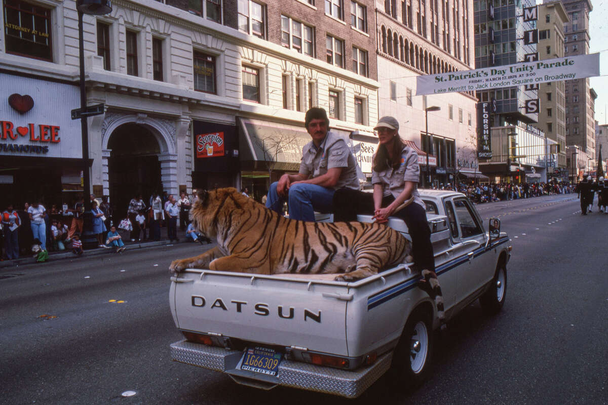 Two people and a tiger in the back of a Datsun pickup during the 1978 St. Patrick's Day Parade in Oakland.