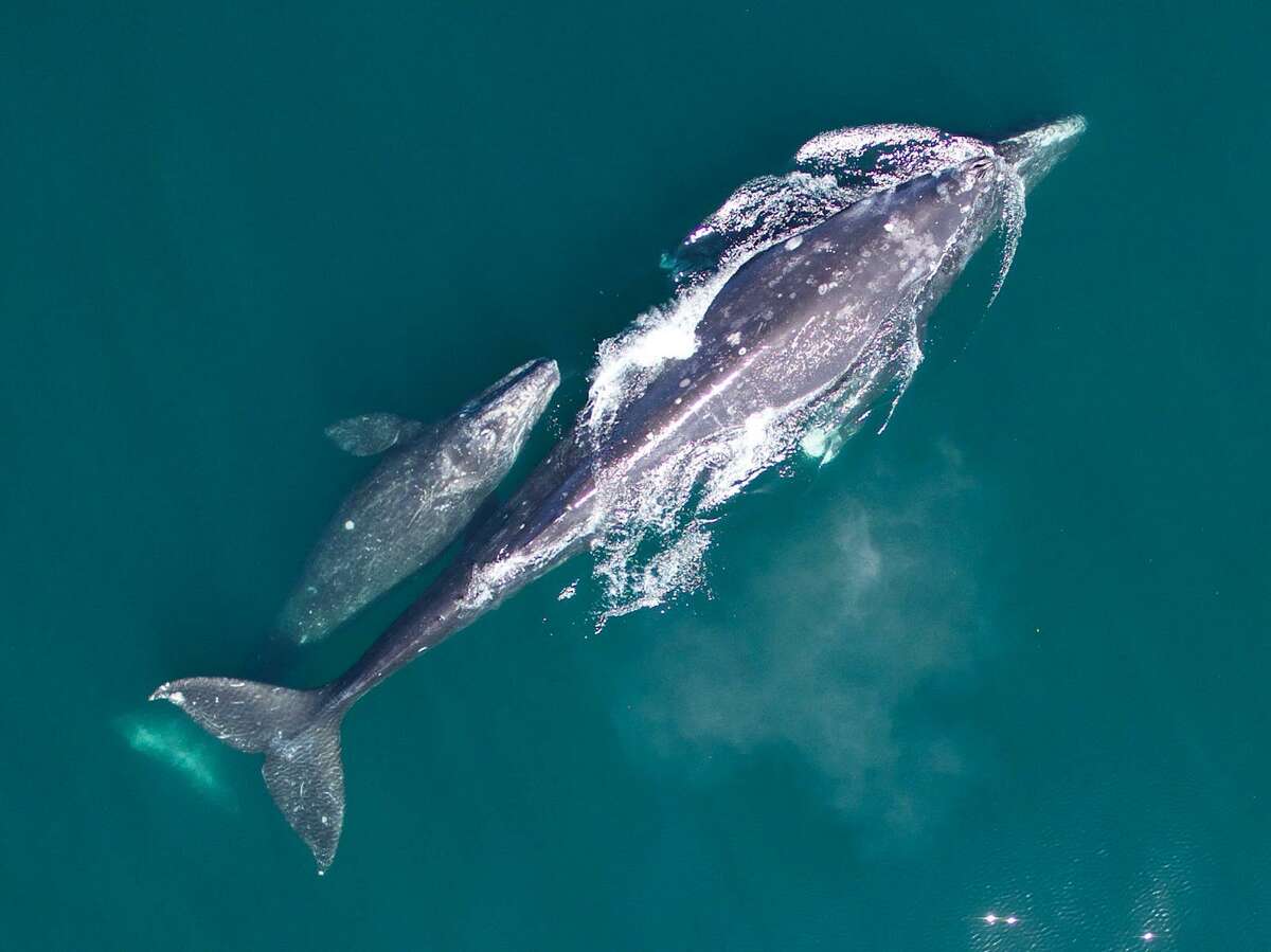 The number of gray whales that migrate along the West Coast dropped in a recent count, part of an overall decline of 38% since their peak in 2016, according to a new federal assessment.