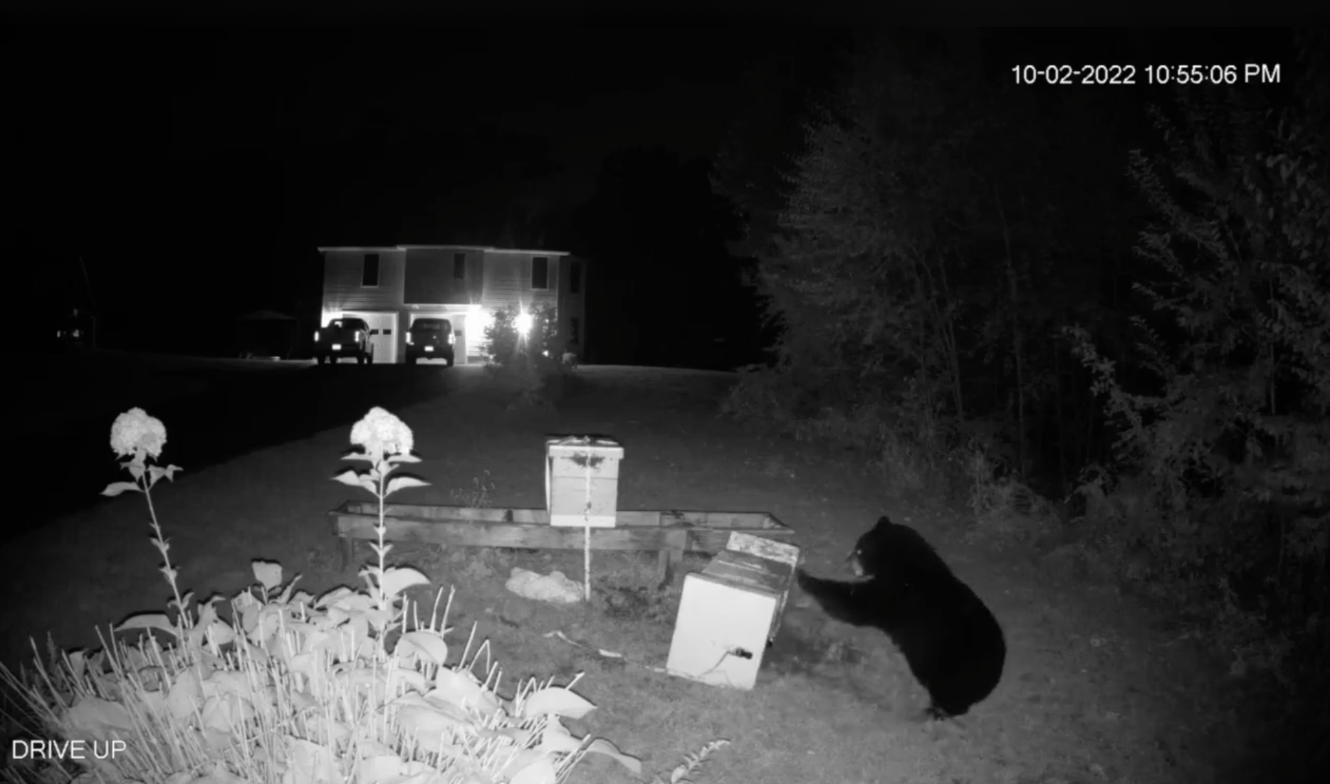 Bear in Somers fights off bee stings for honey pic pic