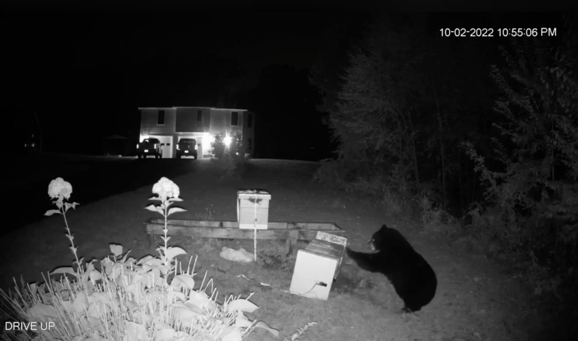 Bear in Somers fights off bee stings for honey