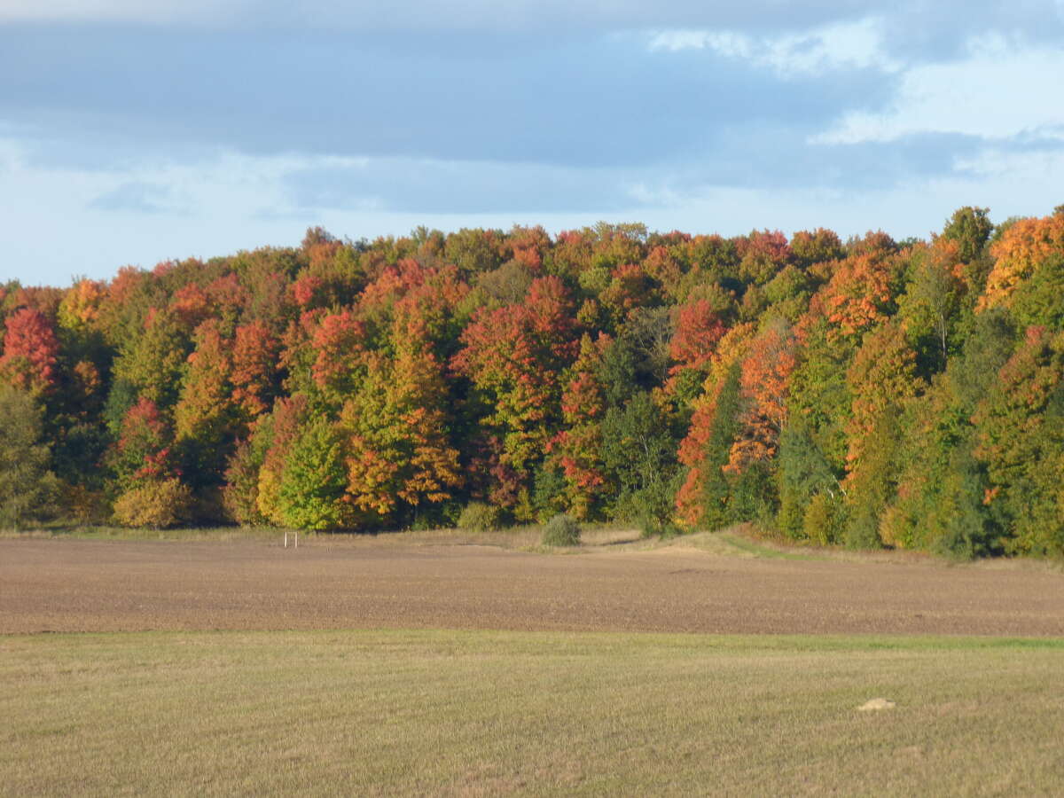 Fall foliage a vibrant display in Kaleva, Brethren