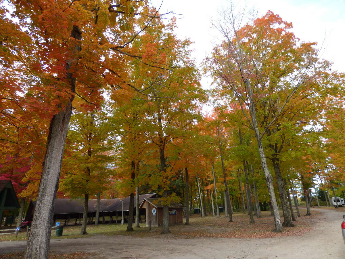 Fall foliage can be seen all around Manistee and Benzie counties. 