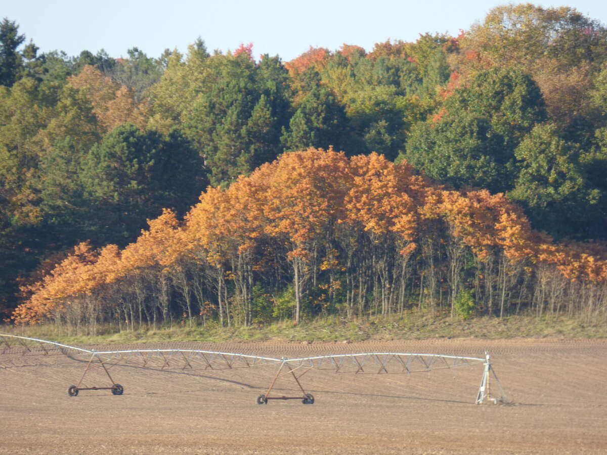Fall foliage a vibrant display in Kaleva, Brethren
